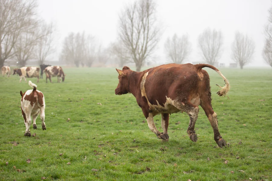 Koeiendans Van zee 3
