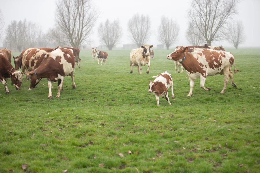 Koeiendans Van zee 2